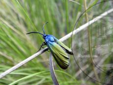 Jordanita-chloros_самка